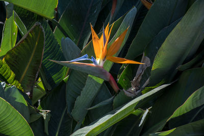 Close-up of red flowering plant