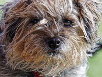 Close-up portrait of dog