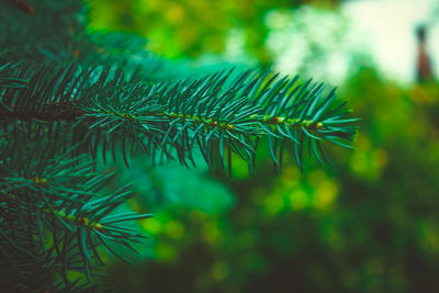 Close-up of pine tree