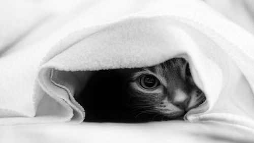 Close-up of cat hiding in bed