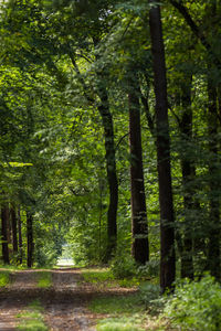 Trees in forest