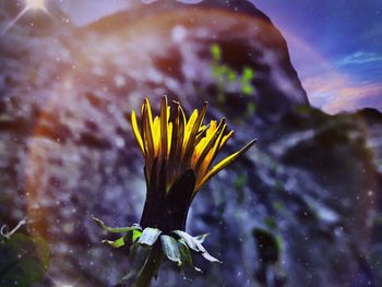 Close-up of flower blooming outdoors