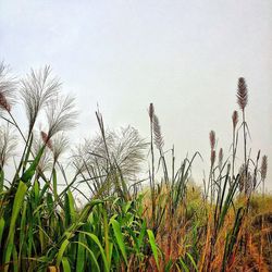 Close-up of grass against clear sky