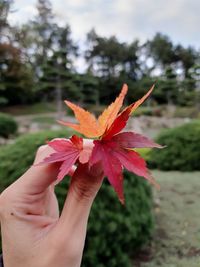 Close-up of hand holding red flower