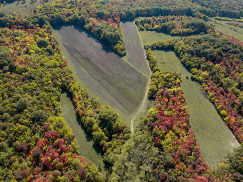 High angle view of vineyard and trees during autumn
