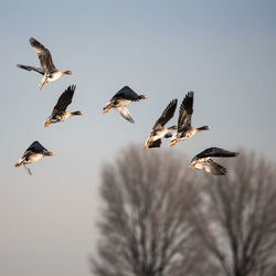 Flock of birds flying against clear sky