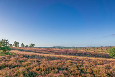 Scenic view of field against clear sky