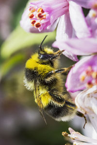 Close-up of bee pollinating on flower