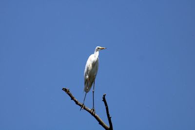Low angle view of bird perching on branch against clear blue sky