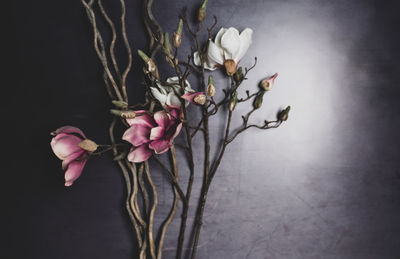 Close-up of pink flowering plant over white background