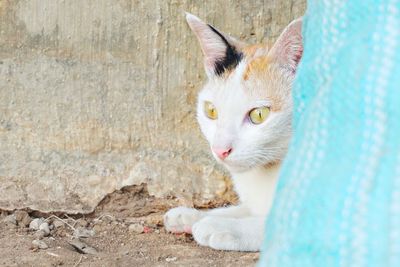 Close-up portrait of a cat