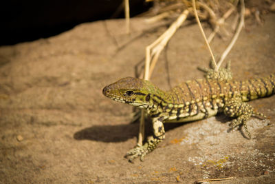 Close-up of lizard