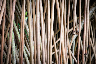 Full frame shot of bamboo plants