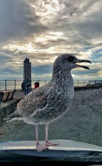 Bird in water against sky