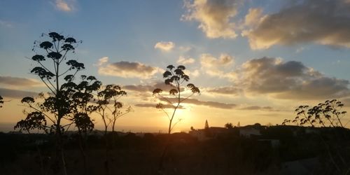 Silhouette plants on field against sky during sunset