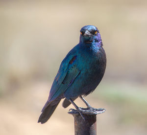 Close-up of bird perching on plant