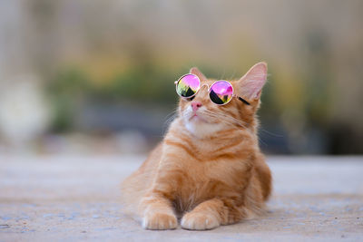 Close-up of cat looking away