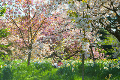 Low angle view of flowers on tree