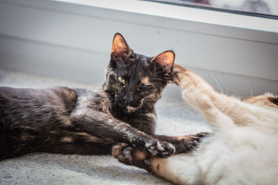 Close-up of a cat resting