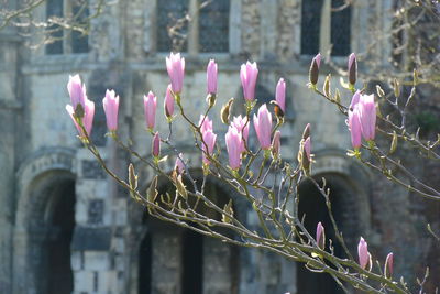 Close-up of pink flowering plant