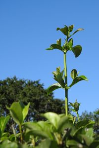 Close-up of flowering plant against clear blue sky