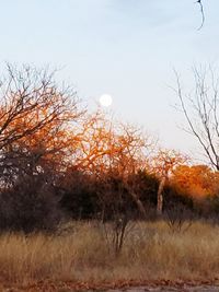 Bare trees against sky