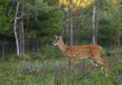 Deer standing in a field