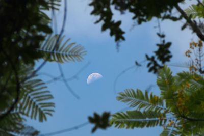 Low angle view of tree against sky