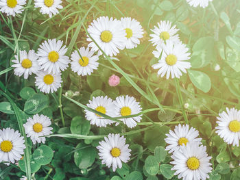 High angle view of white daisy flowers