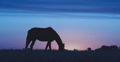 Horse grazing on field against sky