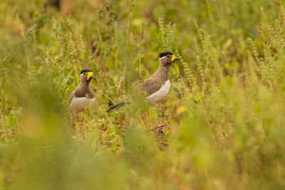 Ducks on a field