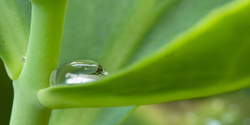 Close-up of insect on leaf