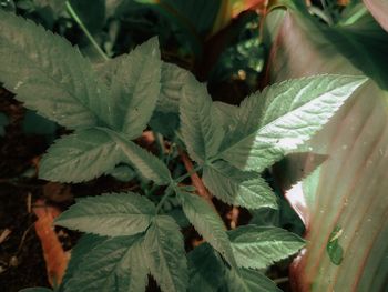 Close-up of wet leaves