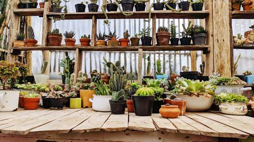 Potted plants at market stall