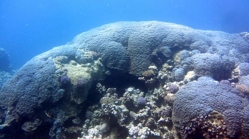 Brain coral