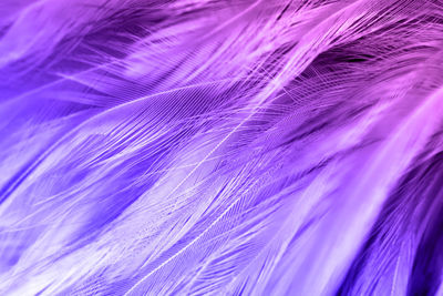 Violet color trends chicken feather texture background