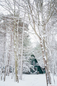 Bare trees on snow covered land