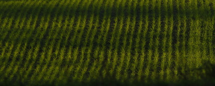 Full frame shot of agricultural field