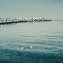 Seagulls swimming in sea against clear sky