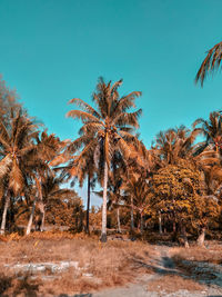 Palm trees on field against clear sky