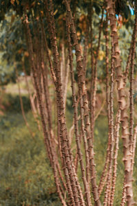 Close-up of pine tree