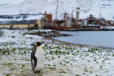 Penguin in grytviken