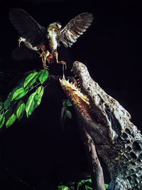 Close-up of butterfly flying