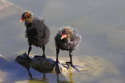 Young coot chicks sitting on stone in water