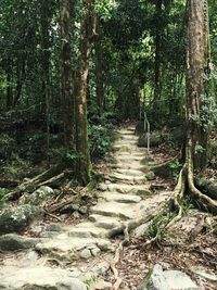 Footpath amidst trees in forest