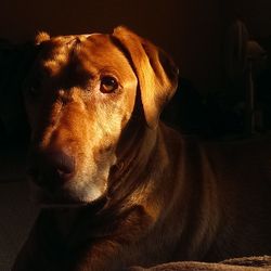 Close-up portrait of a dog