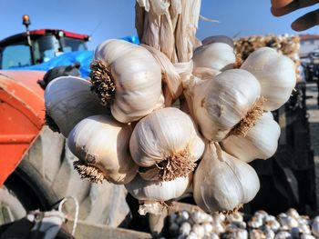 Close-up of garlic