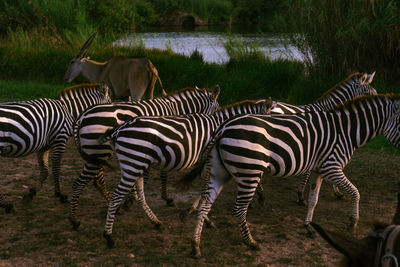 Zebras in a field