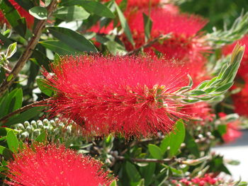Close-up of red hibiscus blooming outdoors