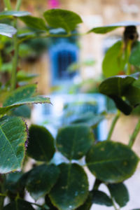 Close-up of potted plant leaves